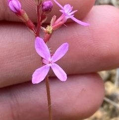 Stylidium graminifolium at Barrington Tops National Park - 18 Dec 2023 12:33 PM