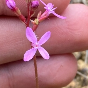 Stylidium graminifolium at Barrington Tops National Park - 18 Dec 2023