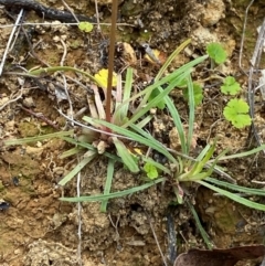 Stylidium graminifolium at Barrington Tops National Park - 18 Dec 2023