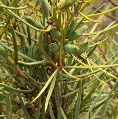 Hakea microcarpa (Small-fruit Hakea) at Gloucester Tops, NSW - 18 Dec 2023 by Tapirlord