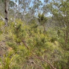 Hakea microcarpa at Barrington Tops National Park - 18 Dec 2023 12:32 PM