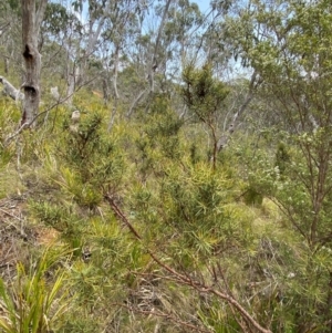 Hakea microcarpa at Barrington Tops National Park - 18 Dec 2023