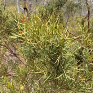 Hakea microcarpa at Barrington Tops National Park - 18 Dec 2023 12:32 PM