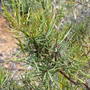 Hakea microcarpa at Barrington Tops National Park - 18 Dec 2023