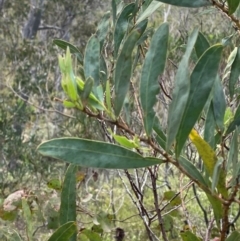 Acacia barringtonensis (Barrington Wattle) at Gloucester Tops, NSW - 18 Dec 2023 by Tapirlord