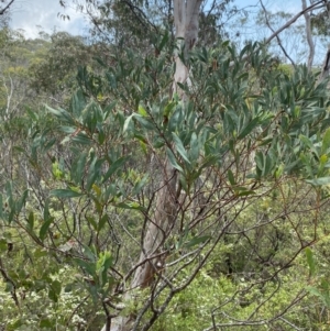 Acacia barringtonensis at Barrington Tops National Park - 18 Dec 2023