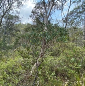 Acacia barringtonensis at Barrington Tops National Park - suppressed