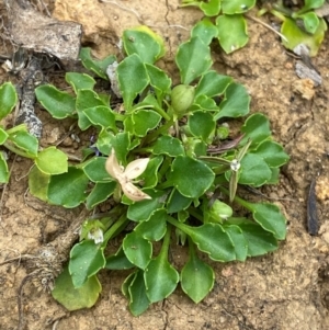 Viola fuscoviolacea at Barrington Tops National Park - 18 Dec 2023