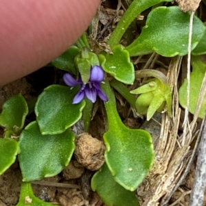 Viola fuscoviolacea at Barrington Tops National Park - 18 Dec 2023