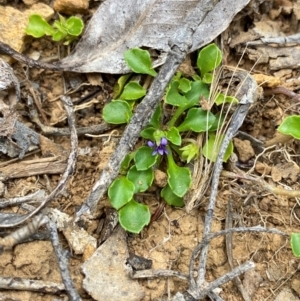 Viola fuscoviolacea at Barrington Tops National Park - 18 Dec 2023