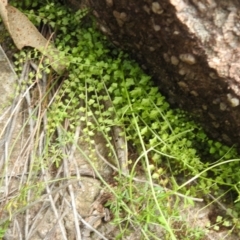 Asplenium flabellifolium (Necklace Fern) at Kambah, ACT - 30 Jan 2024 by HelenCross