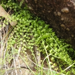 Asplenium flabellifolium at Undefined Area - 30 Jan 2024 11:43 AM