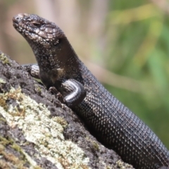 Egernia cunninghami at Tidbinbilla Nature Reserve - 29 Jan 2024 01:28 PM