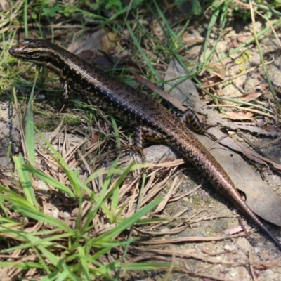 Eulamprus heatwolei (Yellow-bellied Water Skink) at Tidbinbilla Nature Reserve - 29 Jan 2024 by RodDeb