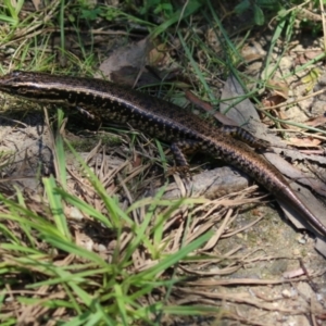 Eulamprus heatwolei at Tidbinbilla Nature Reserve - 29 Jan 2024