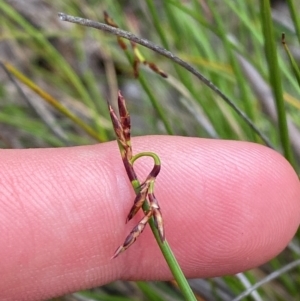 Lepidosperma tortuosum at Barrington Tops National Park - 18 Dec 2023 12:30 PM