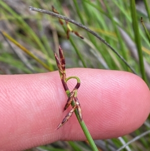 Lepidosperma tortuosum at Barrington Tops National Park - 18 Dec 2023