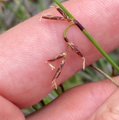 Lepidosperma tortuosum at Barrington Tops National Park - 18 Dec 2023