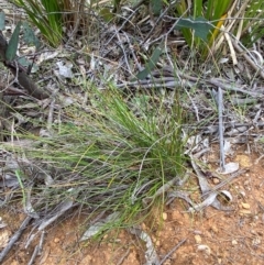 Lepidosperma tortuosum at Barrington Tops National Park - 18 Dec 2023 12:30 PM