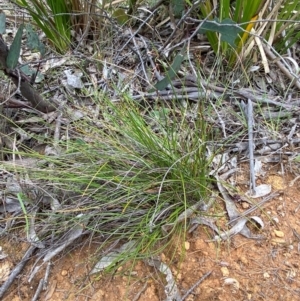 Lepidosperma tortuosum at Barrington Tops National Park - 18 Dec 2023 12:30 PM