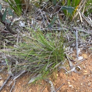 Lepidosperma tortuosum at Barrington Tops National Park - 18 Dec 2023