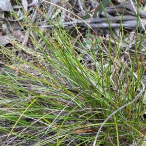 Lepidosperma tortuosum at Barrington Tops National Park - 18 Dec 2023