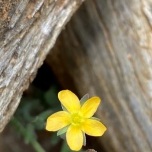 Hypericum gramineum at Barrington Tops National Park - 18 Dec 2023 12:29 PM