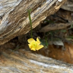 Hypericum gramineum at Barrington Tops National Park - 18 Dec 2023