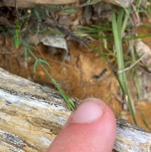 Hypericum gramineum at Barrington Tops National Park - 18 Dec 2023