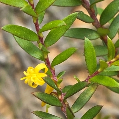 Persoonia acuminata at Barrington Tops National Park - 18 Dec 2023 by Tapirlord