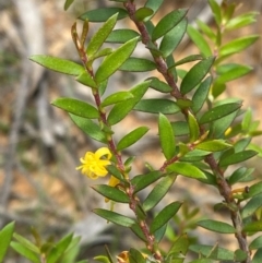 Persoonia acuminata at Barrington Tops National Park - 18 Dec 2023 12:28 PM