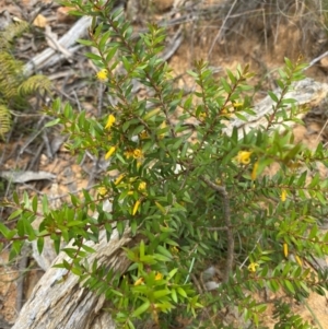 Persoonia acuminata at Barrington Tops National Park - 18 Dec 2023 12:28 PM
