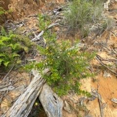 Persoonia acuminata at Barrington Tops National Park - 18 Dec 2023