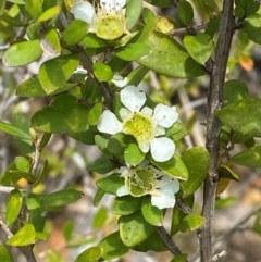 Leptospermum argenteum at Barrington Tops National Park - 18 Dec 2023 by Tapirlord