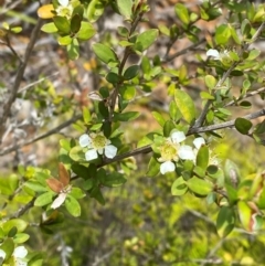 Leptospermum argenteum at Barrington Tops National Park - 18 Dec 2023