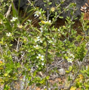 Leptospermum argenteum at Barrington Tops National Park - 18 Dec 2023