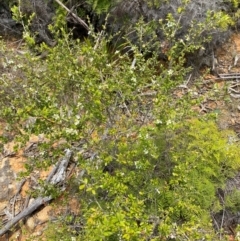 Leptospermum argenteum at Barrington Tops National Park - 18 Dec 2023