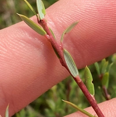 Monotoca scoparia (Broom Heath) at Gloucester Tops, NSW - 18 Dec 2023 by Tapirlord