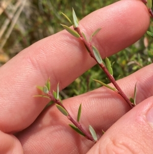 Monotoca scoparia at Barrington Tops National Park - 18 Dec 2023 12:25 PM