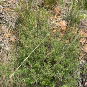 Monotoca scoparia at Barrington Tops National Park - 18 Dec 2023 12:25 PM