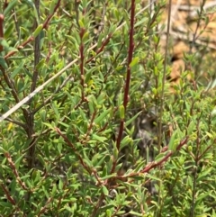Monotoca scoparia at Barrington Tops National Park - 18 Dec 2023
