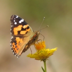 Vanessa kershawi (Australian Painted Lady) at Kambah, ACT - 30 Jan 2024 by HelenCross