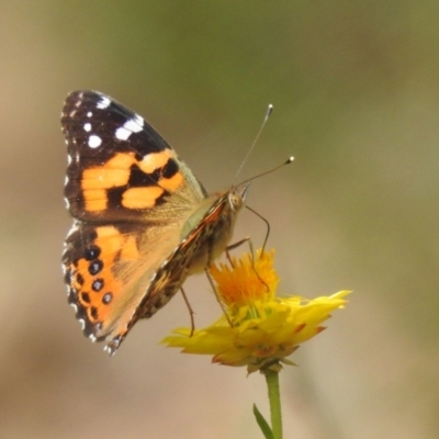 Vanessa kershawi (Australian Painted Lady) at McQuoids Hill NR (MCQ) - 30 Jan 2024 by HelenCross