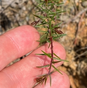 Acacia ulicifolia at Barrington Tops National Park - 18 Dec 2023