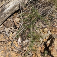 Acacia ulicifolia at Barrington Tops National Park - 18 Dec 2023