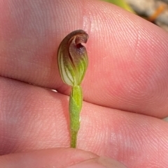 Pterostylis oresbia (Corpulent Greenhood) at Gloucester Tops, NSW - 18 Dec 2023 by Tapirlord