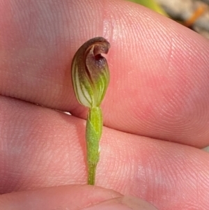 Pterostylis oresbia at Barrington Tops National Park - 18 Dec 2023