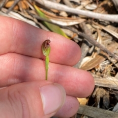 Pterostylis oresbia at Barrington Tops National Park - suppressed