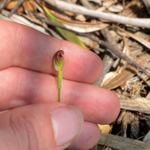 Pterostylis oresbia at Barrington Tops National Park - 18 Dec 2023