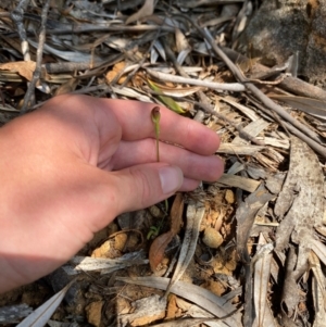 Pterostylis oresbia at Barrington Tops National Park - 18 Dec 2023